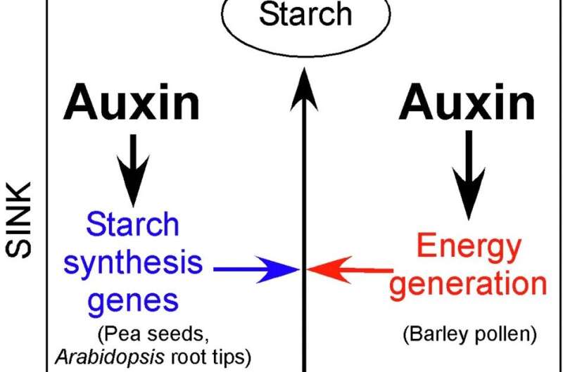 One secret to bigger, better crops lies in a tiny plant hormone