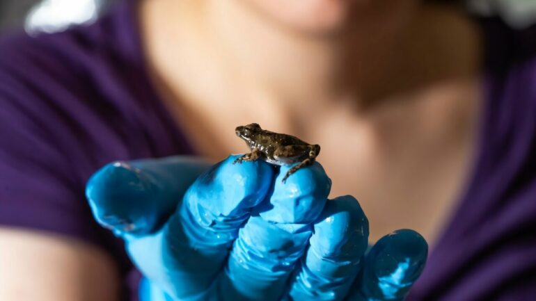 A fast-moving belly flop: Researchers unveil the unique skills of ...