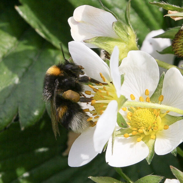 A new look at the peculiarities of crop-pollinator interactions ...