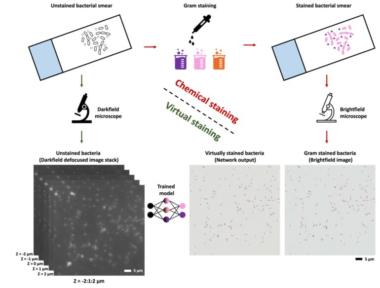 AI-Powered Staining in Microbiology: Virtual Gram Staining of ...