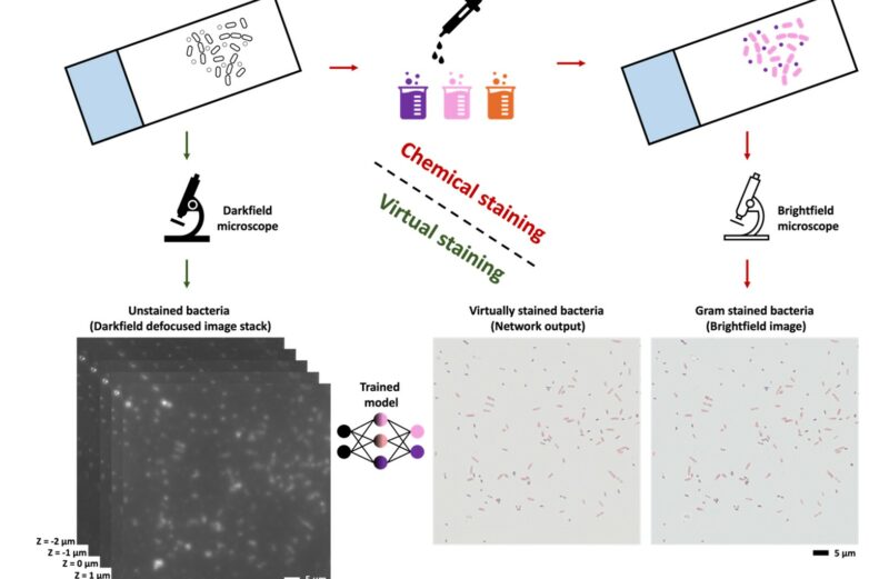 AI-Powered Staining in Microbiology: Virtual Gram Staining of ...