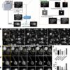 AI technique generates clear images of thick biological samples ...