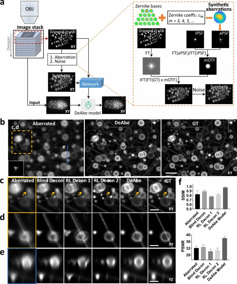 AI technique generates clear images of thick biological samples ...