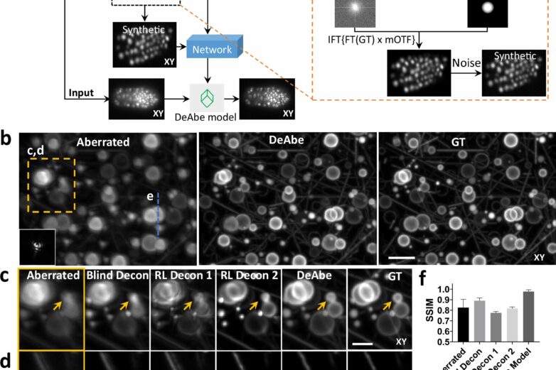 AI technique generates clear images of thick biological samples ...