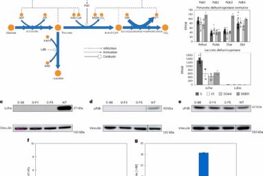 Genetic tweak to drug-making cells resolves a decades-old ...