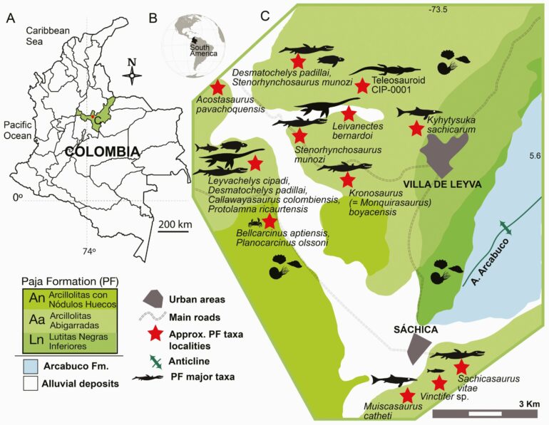 Apex predators in prehistoric Colombian oceans would have snacked ...