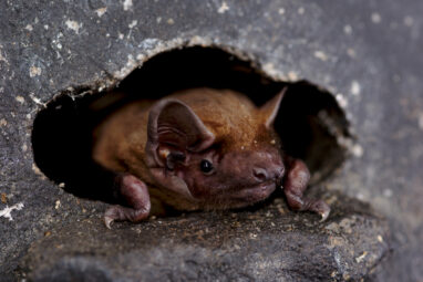 Bats surf storm fronts during continental migration