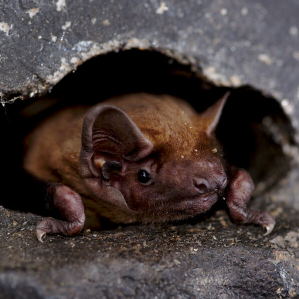 Bats surf storm fronts during continental migration