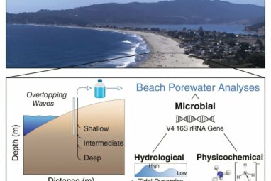 Beach guardians: How hidden microbes protect coastal waters in a ...