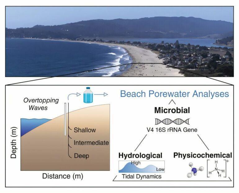 Beach guardians: How hidden microbes protect coastal waters in a ...