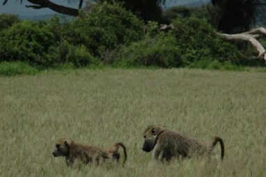 Being a ladies' man comes at a price for alpha male baboons