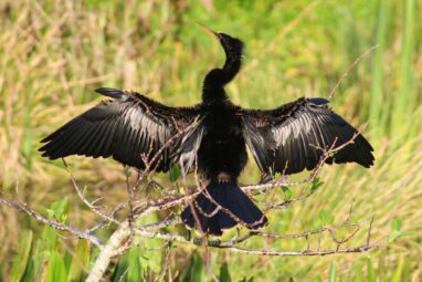 Biologists shed light on the physiology and behavior of cormorants ...