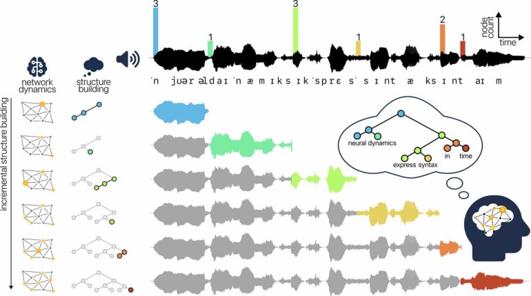 Building sentence structure may be language-specific, brain ...