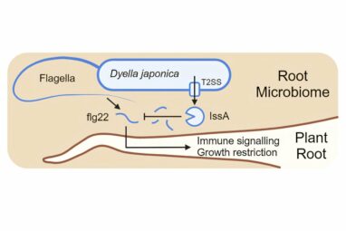 Certain bacteria perform a trick that could keep plants healthy