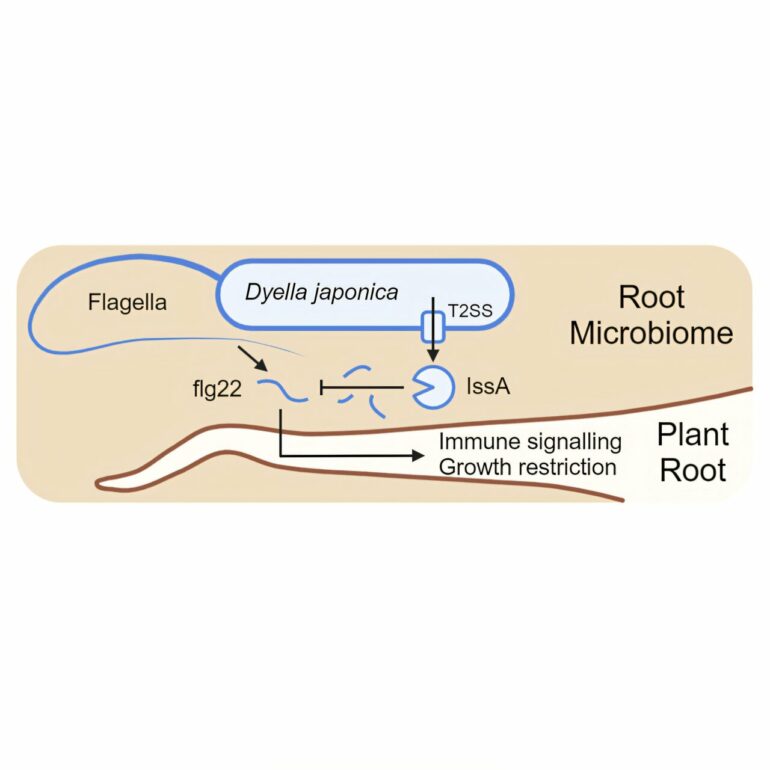 Certain bacteria perform a trick that could keep plants healthy