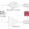 Evaluating how brains generalize: Data from macaque monkeys ...