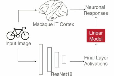 Evaluating how brains generalize: Data from macaque monkeys ...