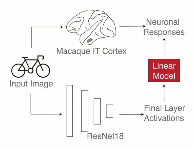 Evaluating how brains generalize: Data from macaque monkeys ...