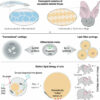 Discovery of new skeletal tissue advances regenerative medicine ...