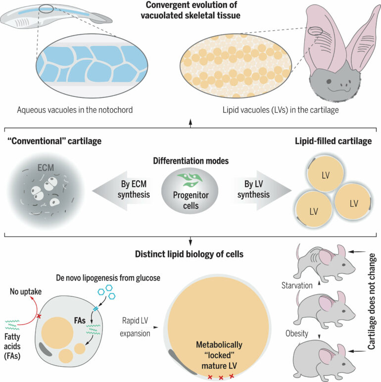 Discovery of new skeletal tissue advances regenerative medicine ...