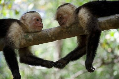 El Niño drought reveals survival advantage in monkeys with robust ...