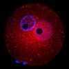 Embryo development hinges on sugar-modified proteins, study ...