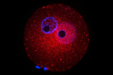 Embryo development hinges on sugar-modified proteins, study ...