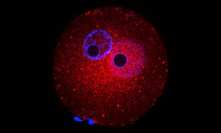 Embryo development hinges on sugar-modified proteins, study ...