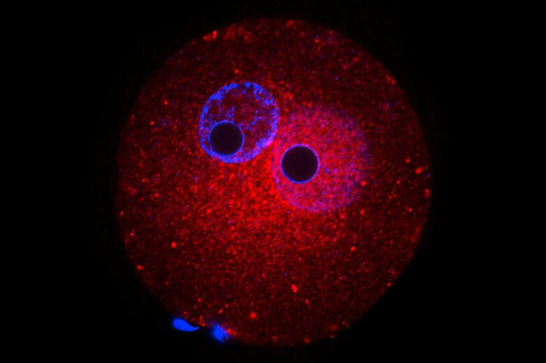 Embryo development hinges on sugar-modified proteins, study ...