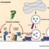 Exocyst study reveals new roles for protein complex in membrane fusion