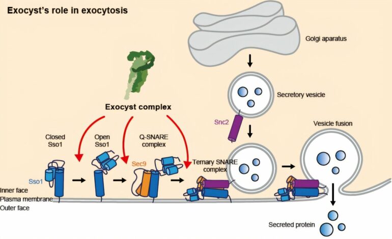 Exocyst study reveals new roles for protein complex in membrane fusion