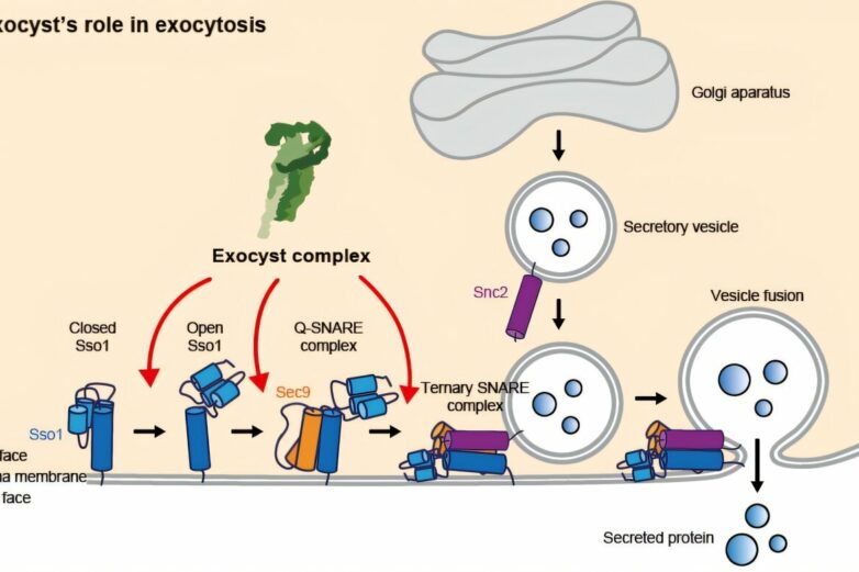 Exocyst study reveals new roles for protein complex in membrane fusion