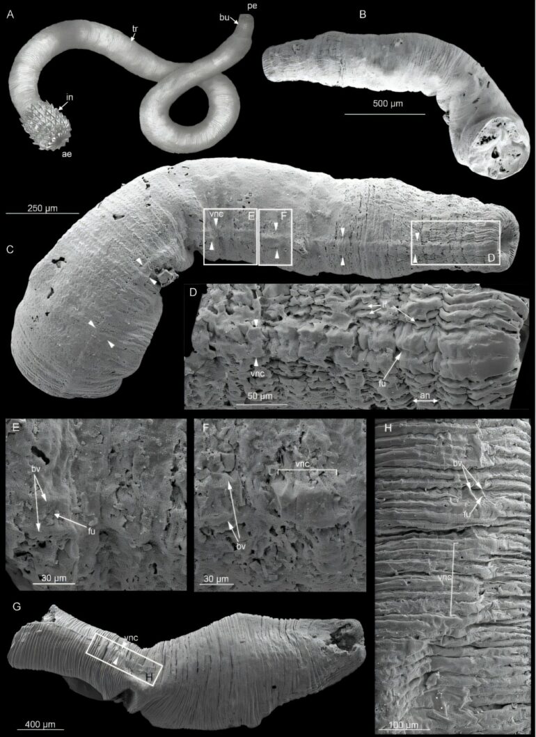 Fossil discovery sheds light on the early evolution of animal ...