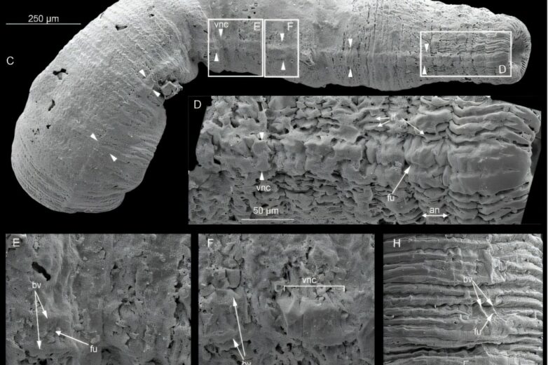 Fossil discovery sheds light on the early evolution of animal ...