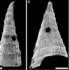 Fossil study reveals oldest-known evolutionary 'arms race'