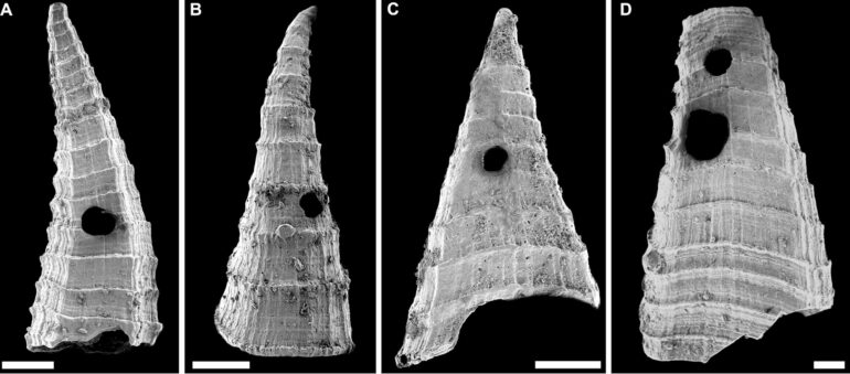 Fossil study reveals oldest-known evolutionary 'arms race'