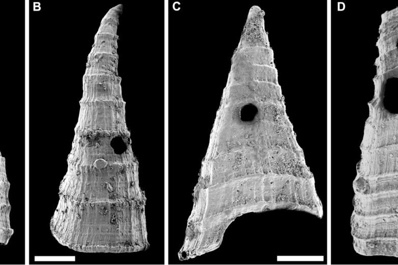 Fossil study reveals oldest-known evolutionary 'arms race'