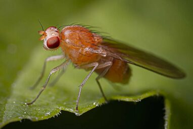 Fruit fly development offers insights into condensed matter physics