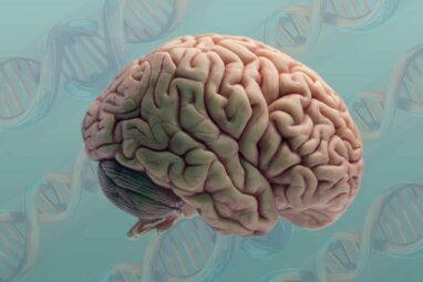 Gene expression study reveals human brain cell types becoming more ...