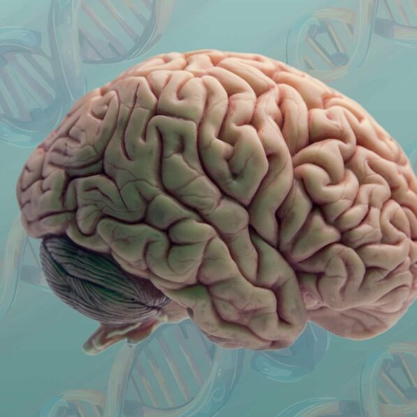 Gene expression study reveals human brain cell types becoming more ...