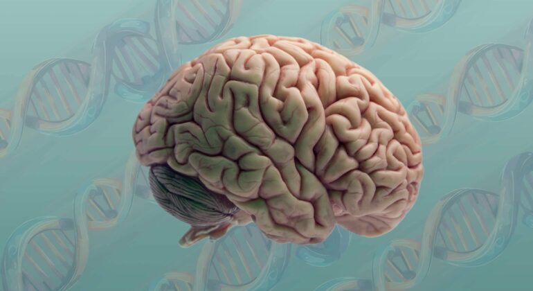 Gene expression study reveals human brain cell types becoming more ...