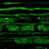 Gene mutation in roots that enhances microbe partnerships could ...