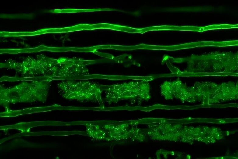 Gene mutation in roots that enhances microbe partnerships could ...