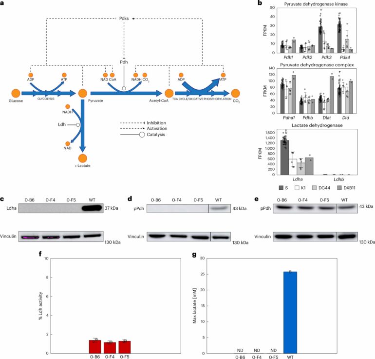 Genetic tweak to drug-making cells resolves a decades-old ...