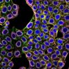 Genome-wide atlas of cell morphology reveals gene functions