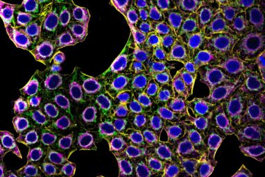 Genome-wide atlas of cell morphology reveals gene functions