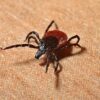 Half of adult ticks in the Northeast carry Lyme disease bacteria ...