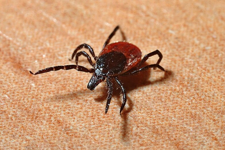 Half of adult ticks in the Northeast carry Lyme disease bacteria ...