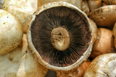 Harnessing mushroom microbiomes for better crop development | Penn ...