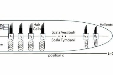 Hear ye! Hear ye! Previously unknown set of cochlear hearing modes ...